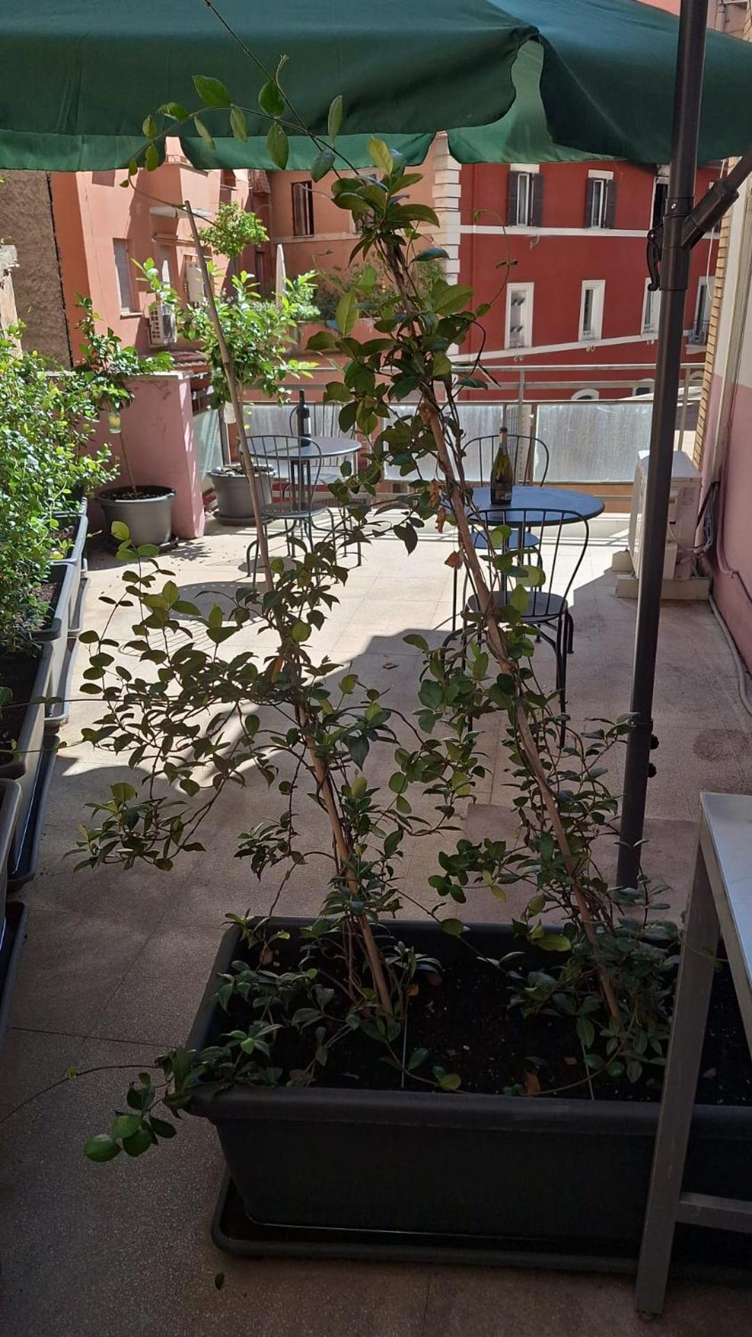 Nasoni Di Roma Aparthotel Exteriör bild